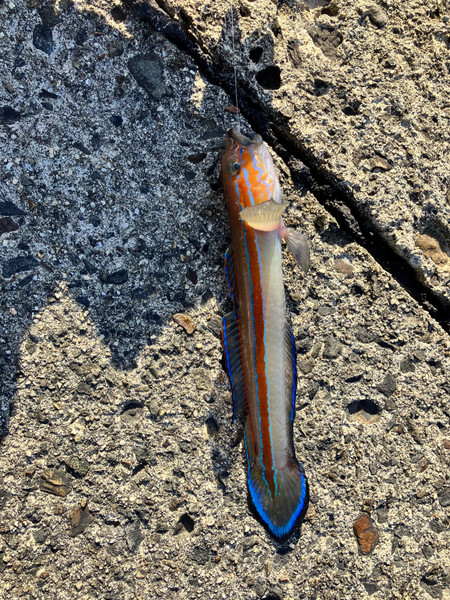 質問に添付された魚の写真