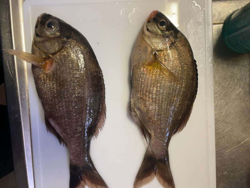 質問に添付された魚の写真