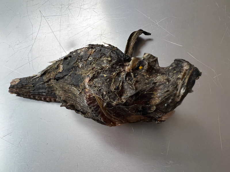 質問に添付された魚の写真