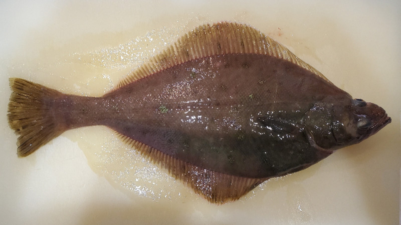 質問に添付された魚の写真