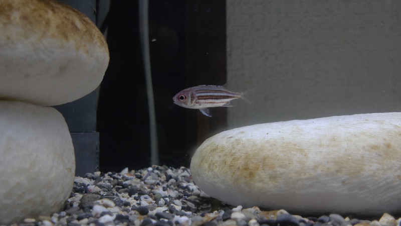 質問に添付された魚の写真
