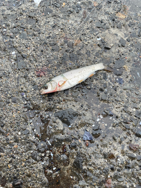 質問に添付された魚の写真