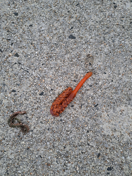 質問に添付された魚の写真