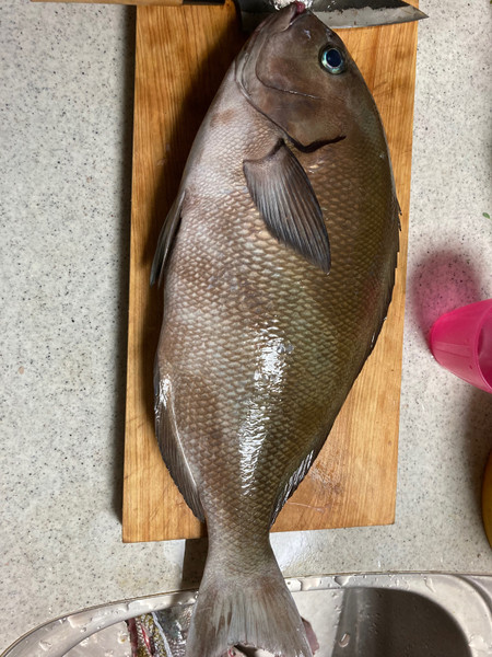 質問に添付された魚の写真