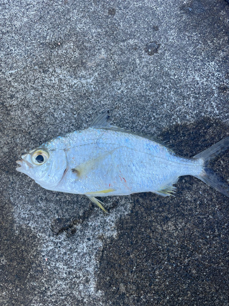 質問に添付された魚の写真