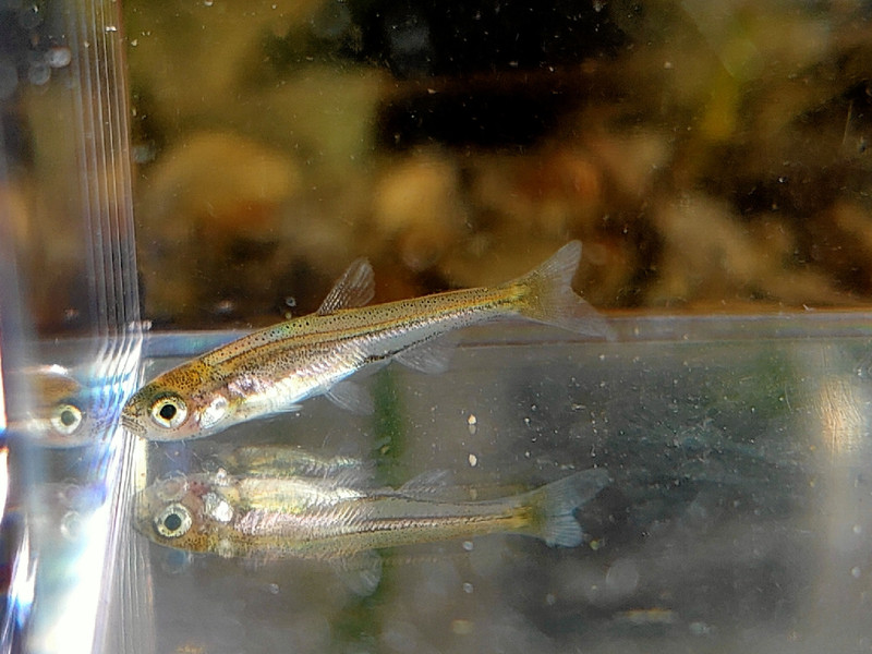 質問に添付された魚の写真
