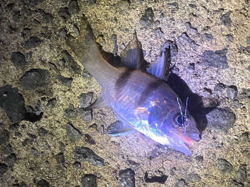質問に添付された魚の写真