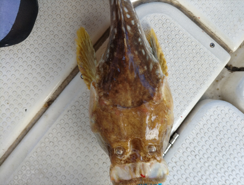 質問に添付された魚の写真