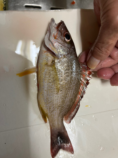 質問に添付された魚の写真