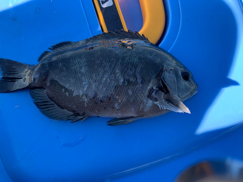 質問に添付された魚の写真