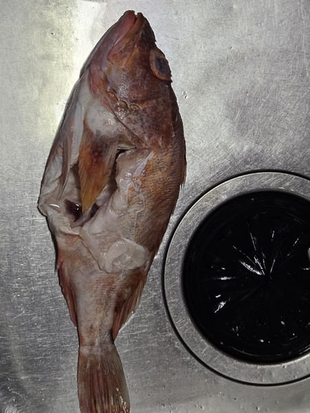 質問に添付された魚の写真