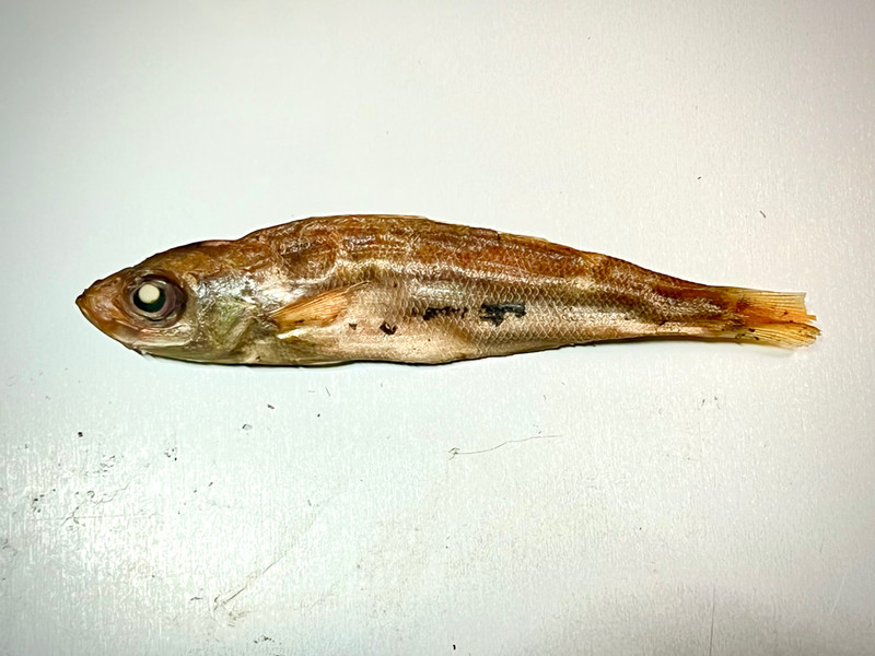 質問に添付された魚の写真