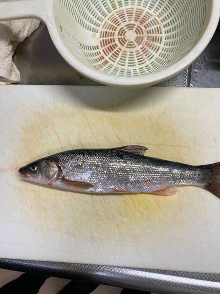 質問に添付された魚の写真