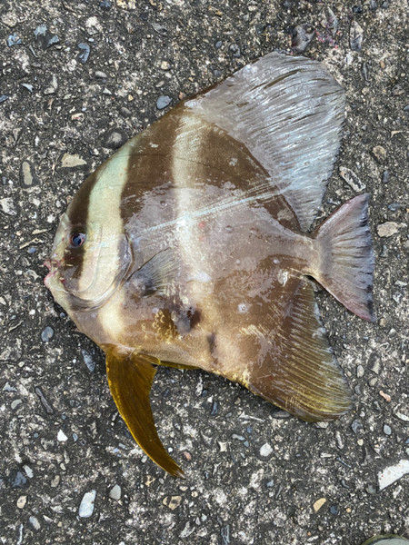 質問に添付された魚の写真