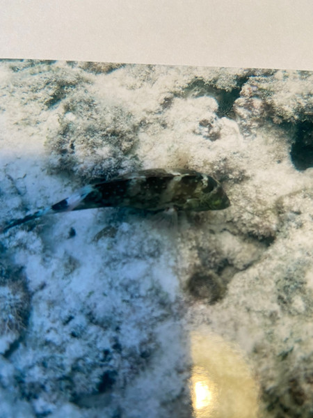 質問に添付された魚の写真