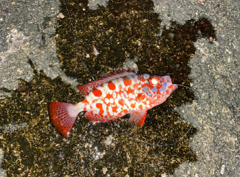 質問に添付された魚の写真
