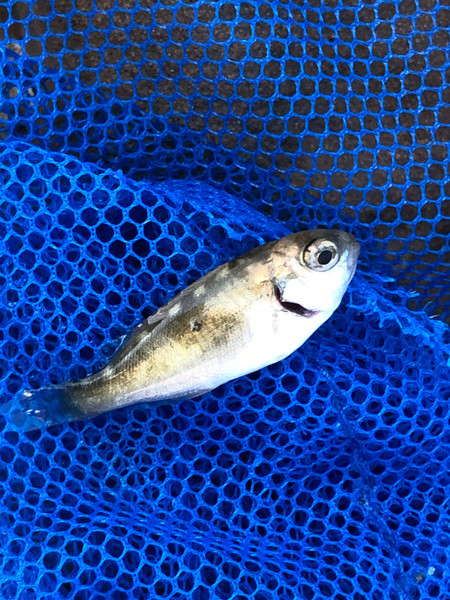 質問に添付された魚の写真