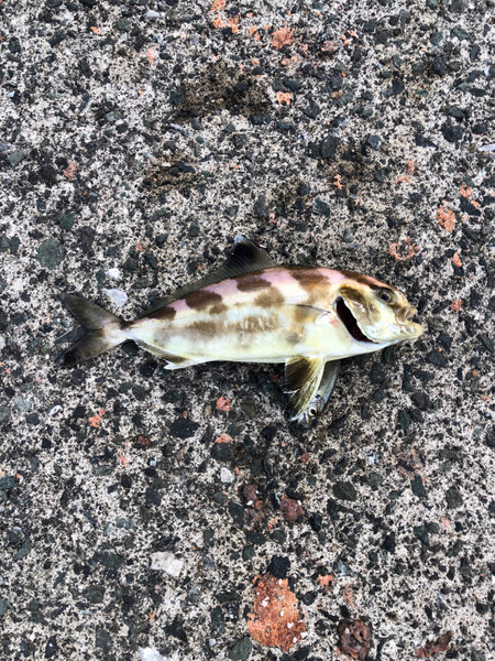 質問に添付された魚の写真