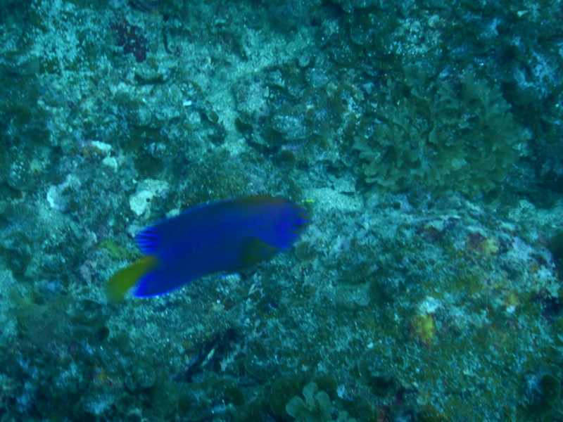質問に添付された魚の写真