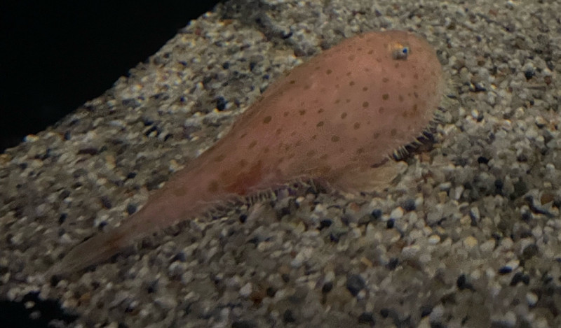 質問に添付された魚の写真