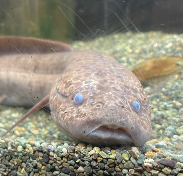 質問に添付された魚の写真