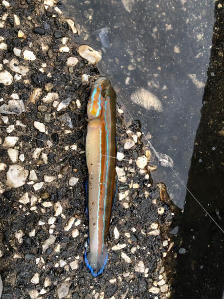 質問に添付された魚の写真