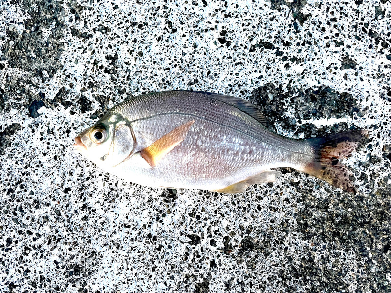 質問に添付された魚の写真