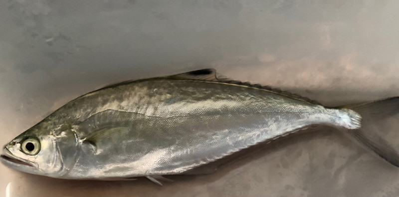 質問に添付された魚の写真