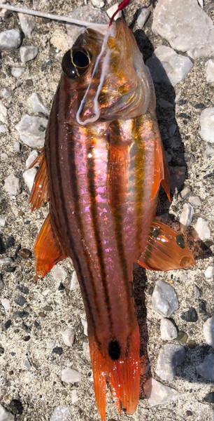 質問に添付された魚の写真