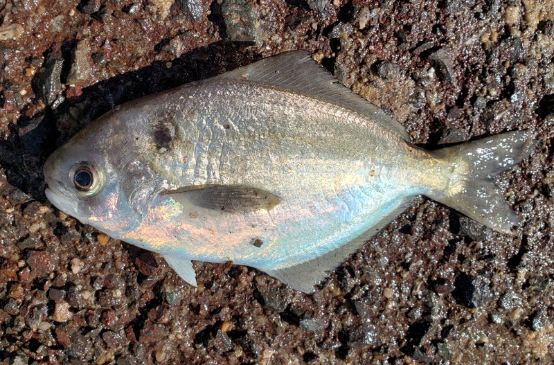 質問に添付された魚の写真