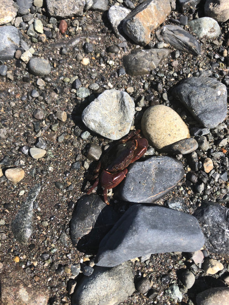 質問に添付された魚の写真
