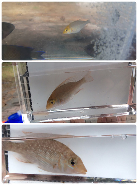 質問に添付された魚の写真