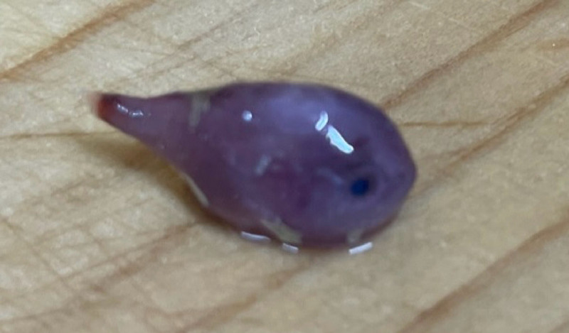質問に添付された魚の写真