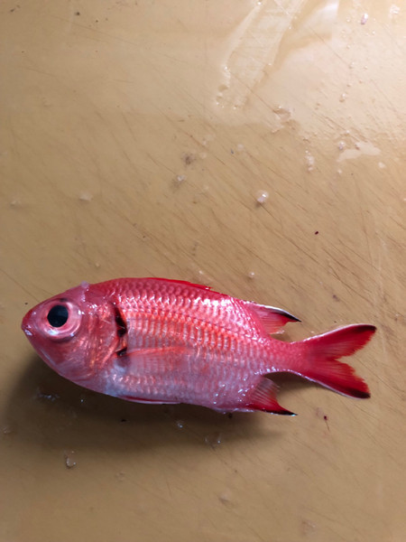 質問に添付された魚の写真