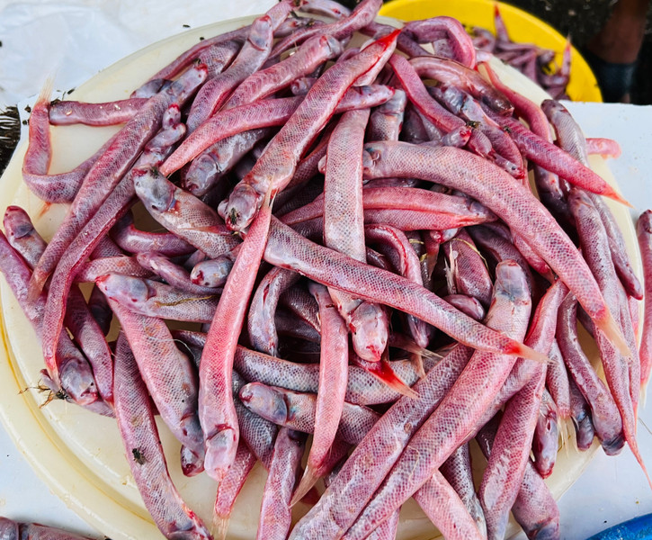 質問に添付された魚の写真