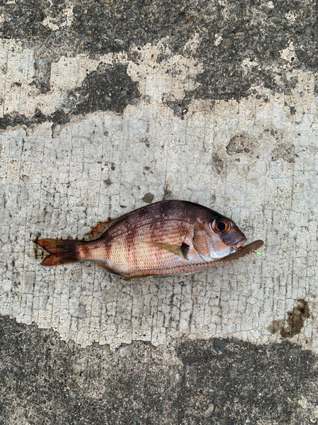 質問に添付された魚の写真