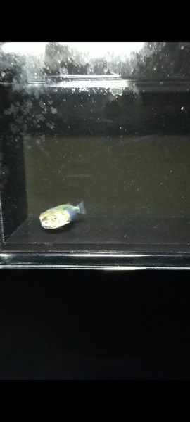 質問に添付された魚の写真