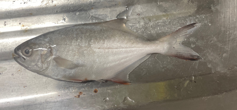 質問に添付された魚の写真