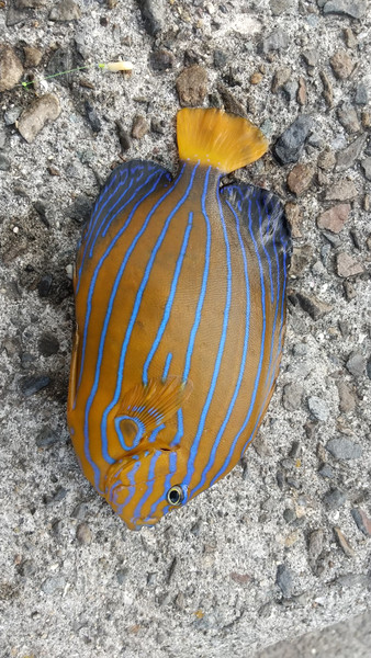 質問に添付された魚の写真
