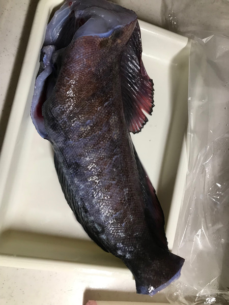 質問に添付された魚の写真