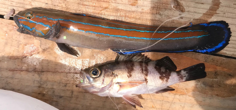 質問に添付された魚の写真