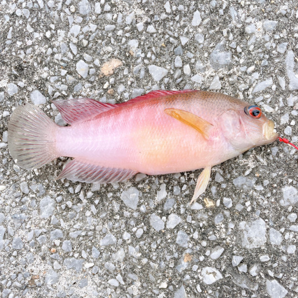 質問に添付された魚の写真