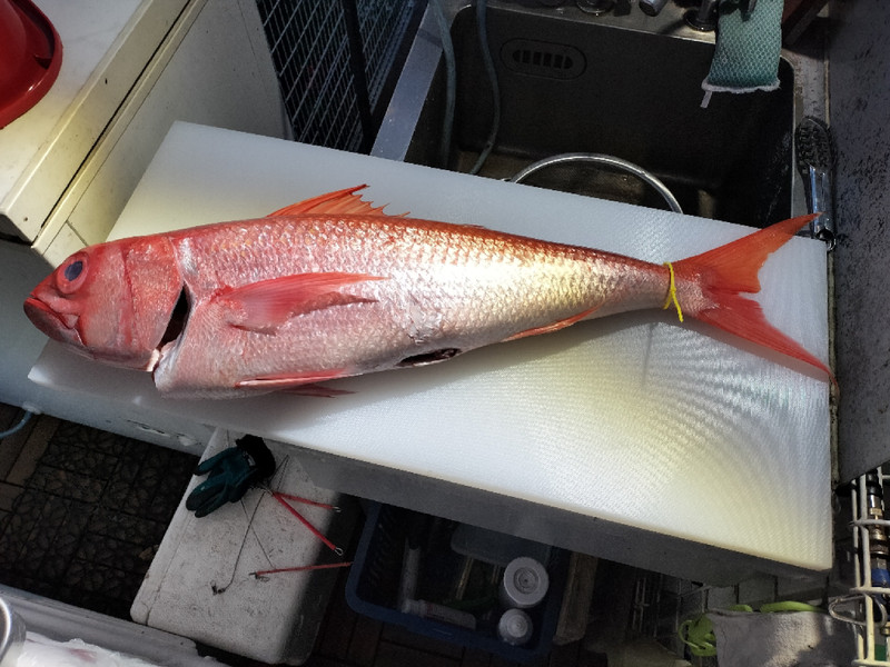 質問に添付された魚の写真