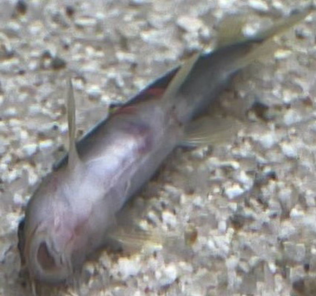 質問に添付された魚の写真