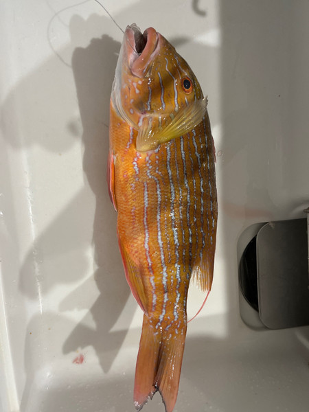 質問に添付された魚の写真