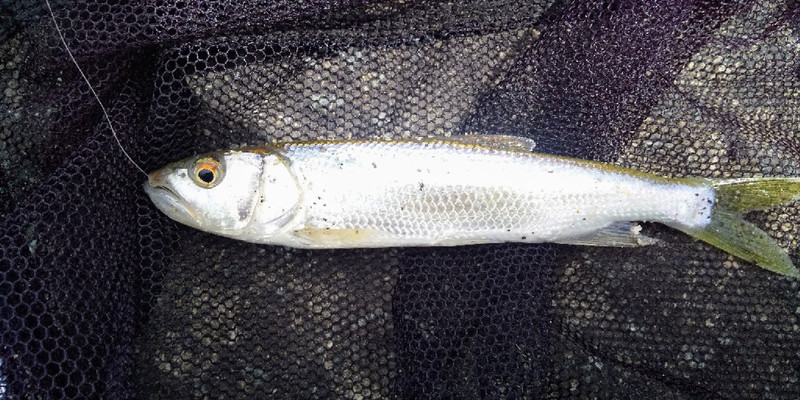 質問に添付された魚の写真