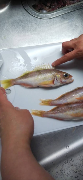 質問に添付された魚の写真