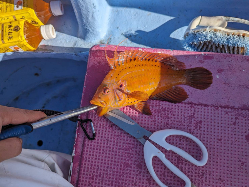 質問に添付された魚の写真