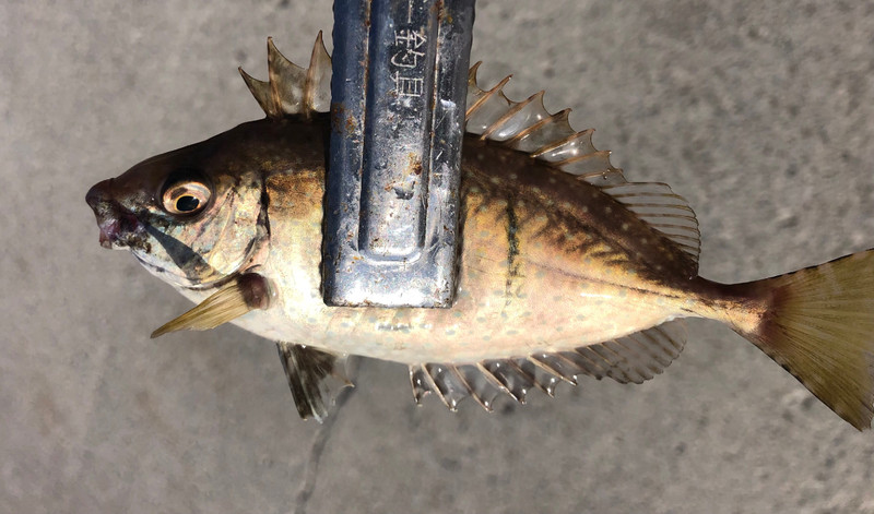 質問に添付された魚の写真