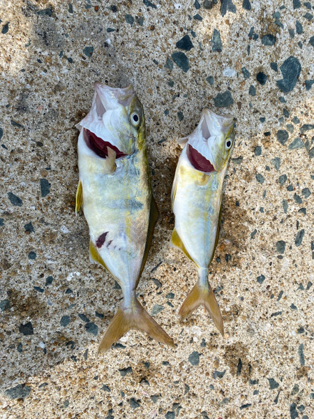 質問に添付された魚の写真